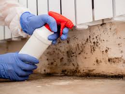 Professional Mold Remediation in Garden Ridge, TX